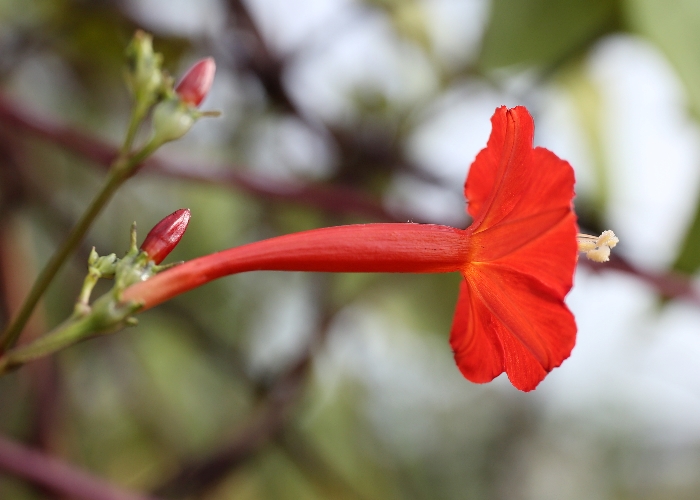 North Queensland Plants Convolvulaceae